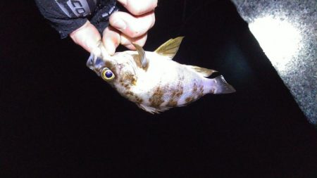 パワーイソメ無双