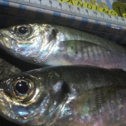 釣りデビュー　131日目