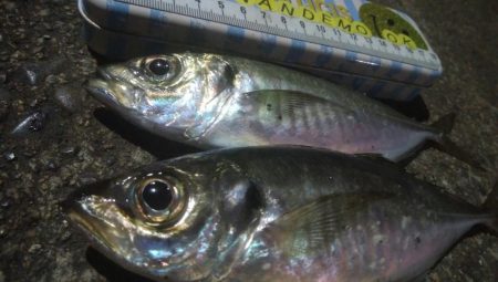 釣りデビュー　131日目