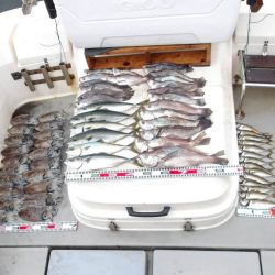 SOUTH釣果　欲張りプラン