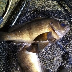 雨上がりのメバルスプーニング&アジ