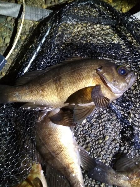 雨上がりのメバルスプーニング&アジ…