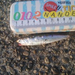 釣りデビュー　135日目