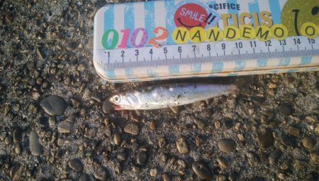 釣りデビュー　135日目