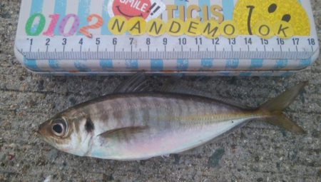 釣りデビュー 138日目