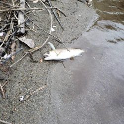 放流あったみたいです