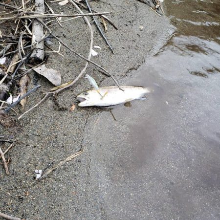 放流あったみたいです