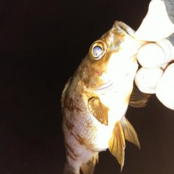 突風メバリング