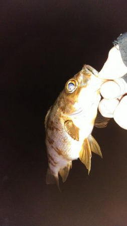 突風メバリング