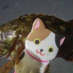 釣りデビュー　140日目