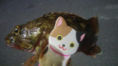 釣りデビュー　140日目