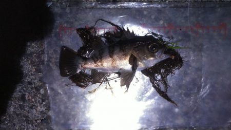 メテオストライク