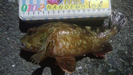 釣りデビュー　141日目