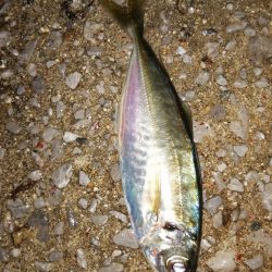 アジ少し安定？