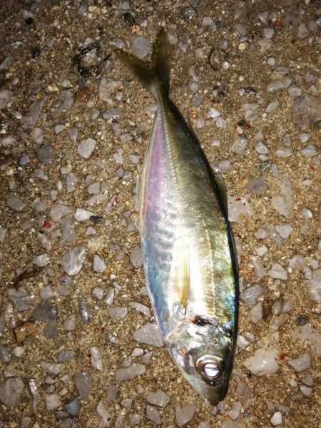 アジ少し安定？