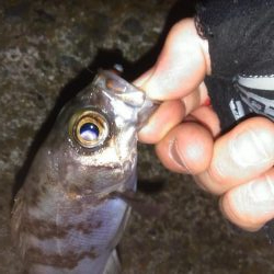 小雨カサゴリング