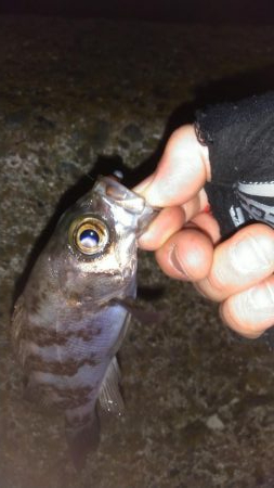 小雨カサゴリング