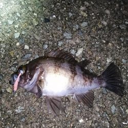 メバリング雨後