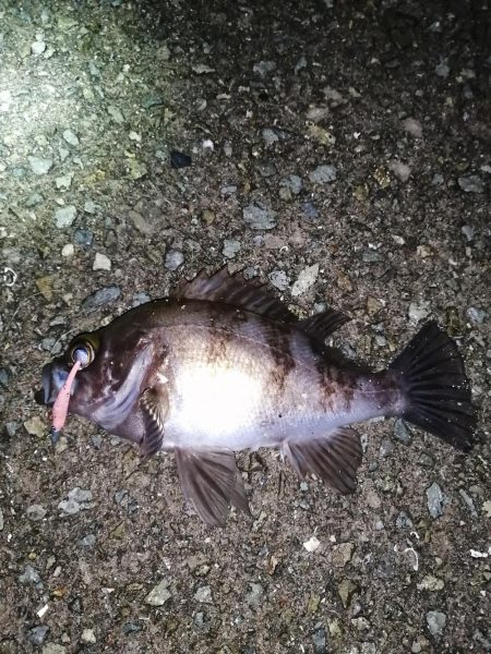 メバリング雨後