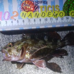 釣りデビュー　142日目