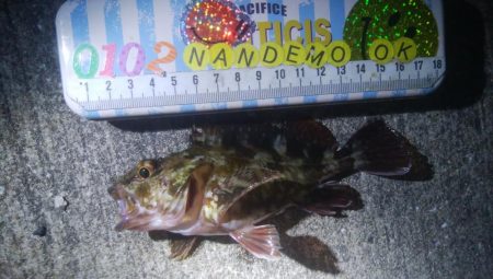 釣りデビュー　142日目