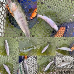 服部緑地　結構活性高い