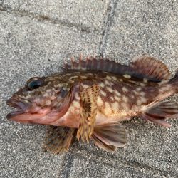 コスモ　ガジラ昨年より型が小さい