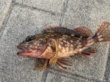 コスモ　ガジラ昨年より型が小さい