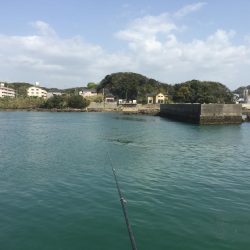 良型コノシロ10匹