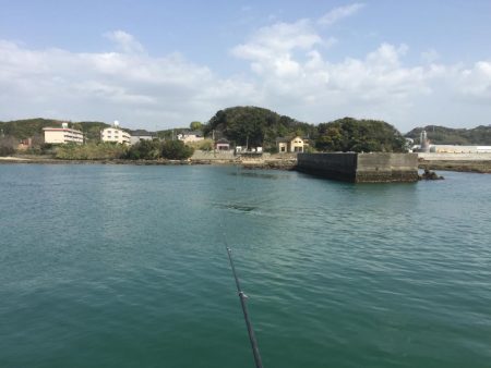 良型コノシロ10匹