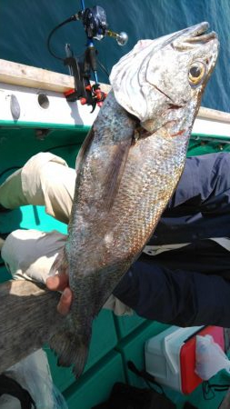 泉州丸　釣果
