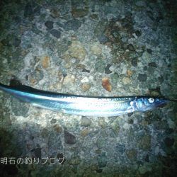 チヌ狙いで何故かサヨリ！