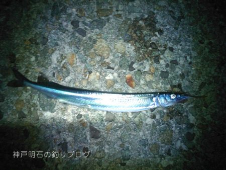 チヌ狙いで何故かサヨリ！