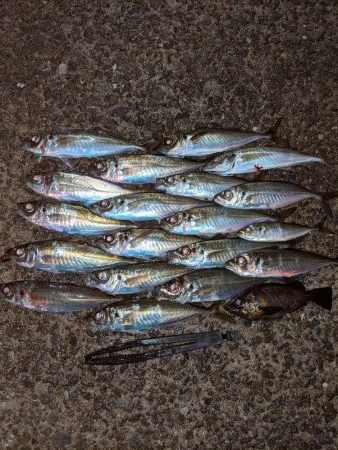 姫路市でアジング