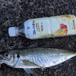 尺アジでたよ(・x・*)