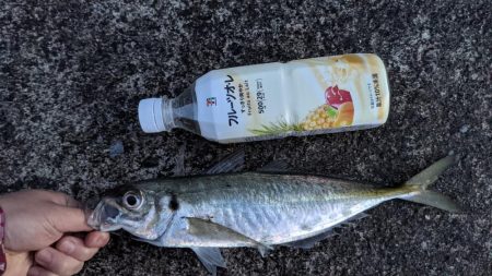 尺アジでたよ(・x・*)