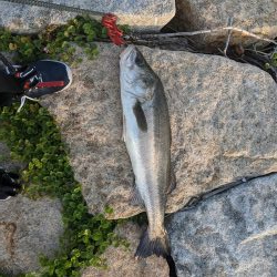 強制ボラリバンウンド