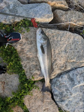 強制ボラリバンウンド