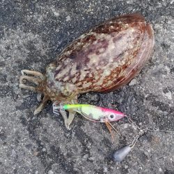 コウイカエギング