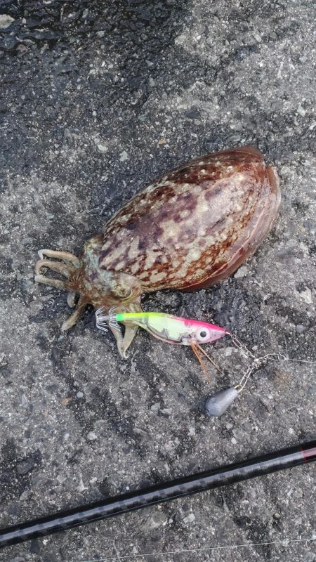 コウイカエギング