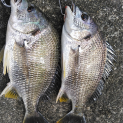 キビレのノッコミ？