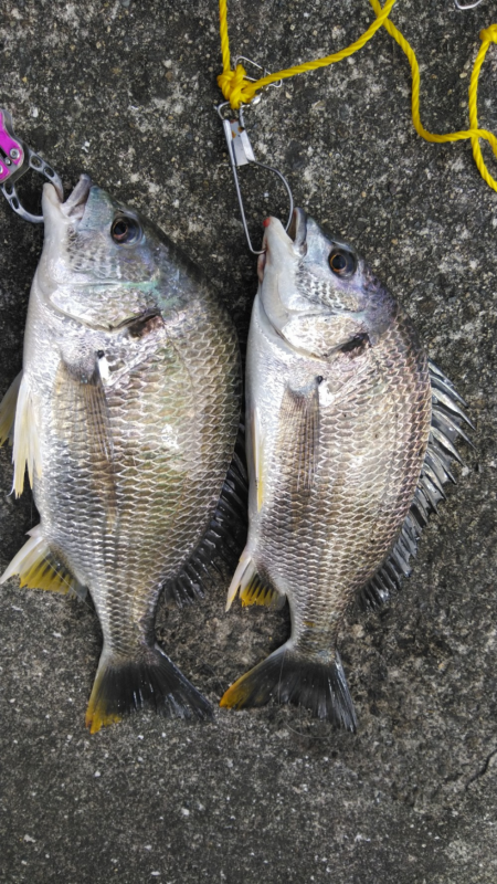 キビレのノッコミ？