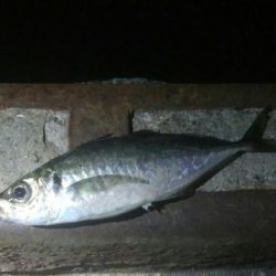 釣りデビュー　132日目