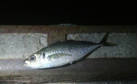 釣りデビュー　132日目