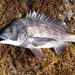 大サバ調査、不発！