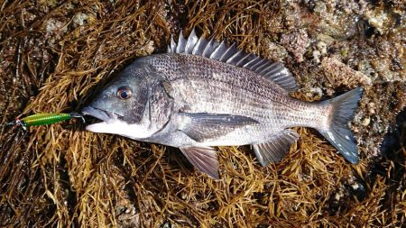 大サバ調査、不発！