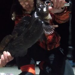 牡鹿半島アイナメ