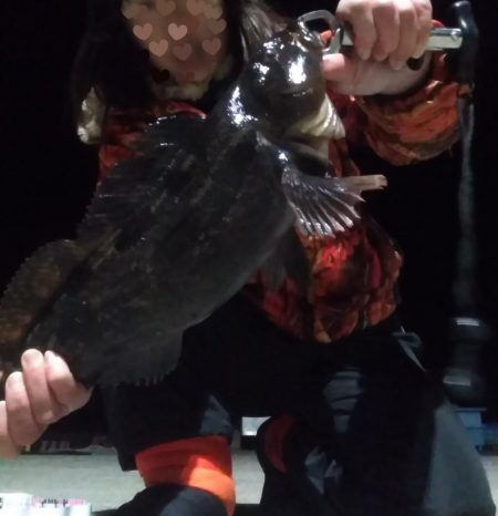 牡鹿半島アイナメ