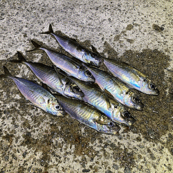 爆風島アジング