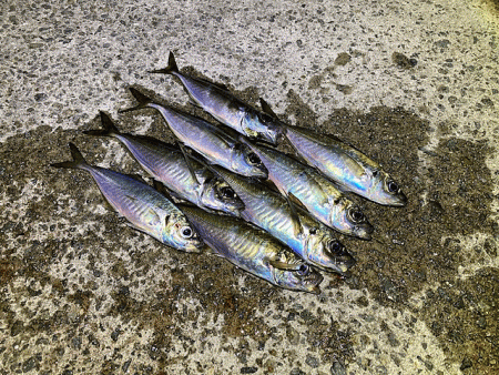 爆風島アジング